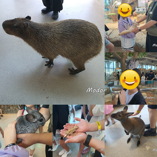 카피바라를 지척에서 찍은 사진과 사막여우, 친칠라, 게코도마뱀, 왈라비를 만지고 있는 아이들 사진