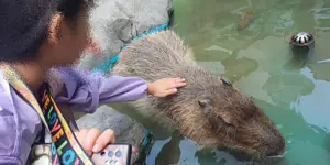 카피바라를 만지는 아이 사진