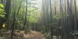 아홉산숲의 울창한 대나무숲