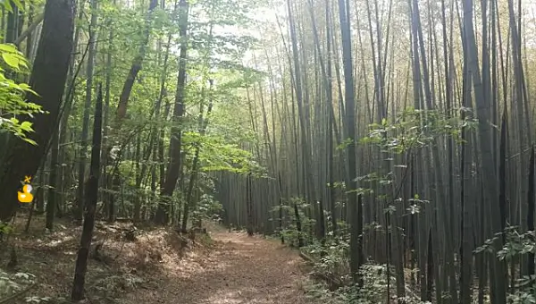 시원하게 자란 대나무 숲 사이로 난 오솔길 사진