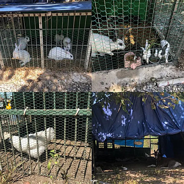 토끼와 닭, 산양이 있는 4컷의 사진을 모아놓은 사진