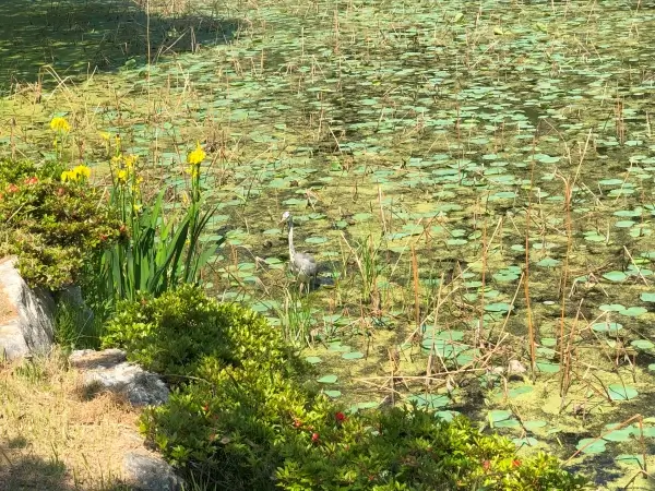 너무 가까운 곳에 있었던 왜가리