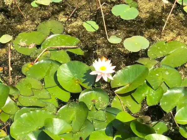 석가탄신일에 예쁘게 피어있었던 연꽃 사진