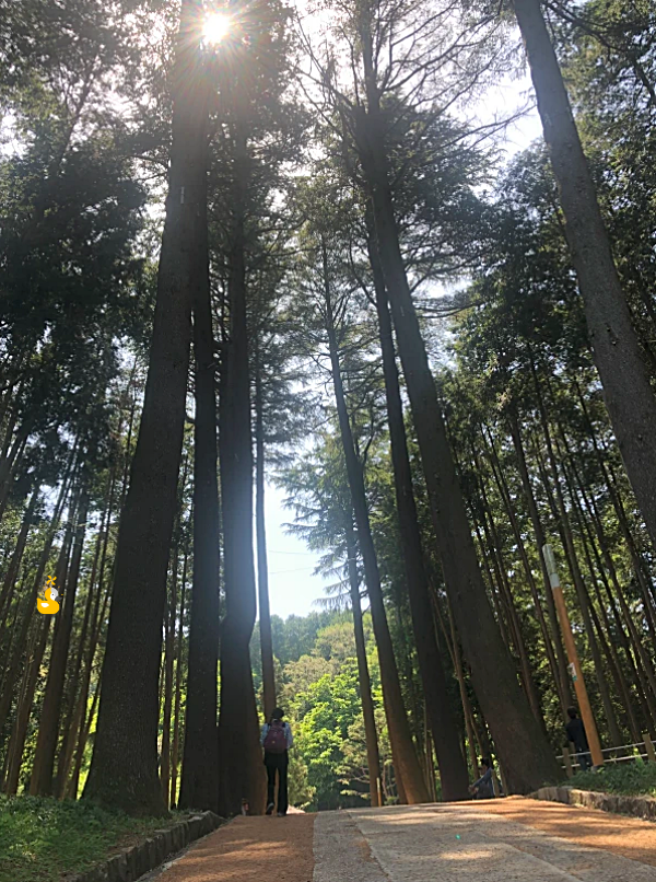 양산 법기수원지 댐을 보러 가는 예쁜 산책로와 빽빽히 들어서 있는 키 큰 나무들