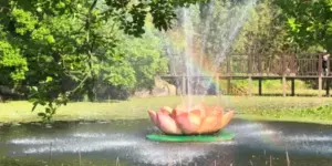 선암호수공원 연꽃 모형 위로 드리워진 무지개