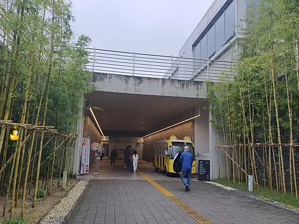 김천시립박물관 입구와 양쪽에 늘어서 있던 대나무