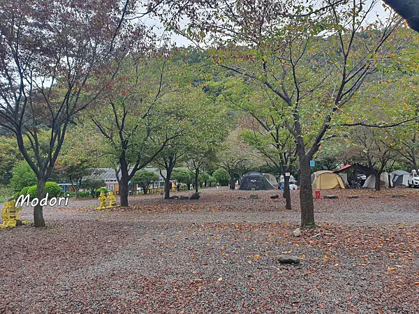밀양표충오토캠핑장 참나리19번 사이트 맞은편