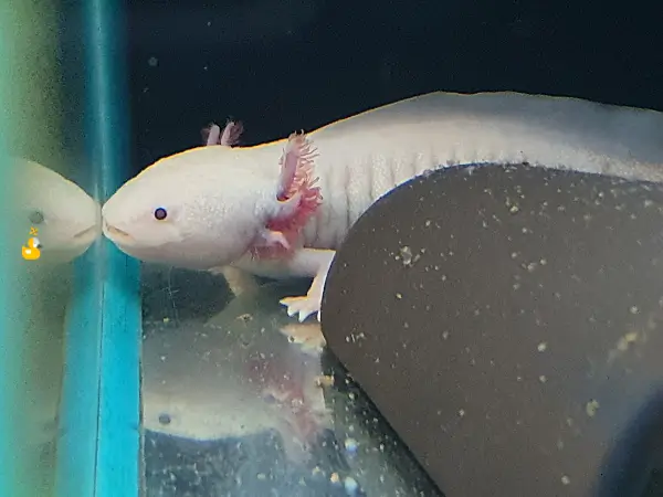 수족관 안에서 우파루파가 한쪽 벽에 입을 맞추고 있는 사진