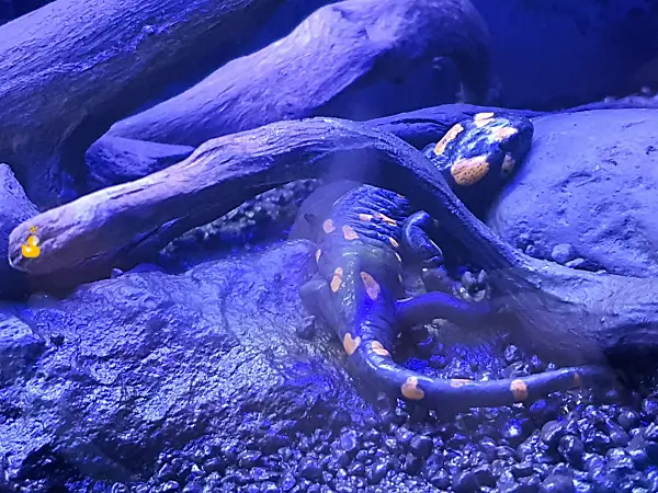 노란색 동그란 물방울 무늬가 멋진 도마뱀이 나무 밑을 기어가는 모습