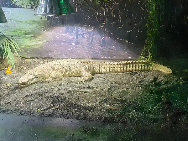 우리 안의 모래 위에서 따뜻한 조명을 쬐고 있는 악어