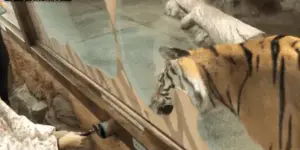 대전 아쿠아리움에서 호랑이 먹이 주기 체험 중인 모습