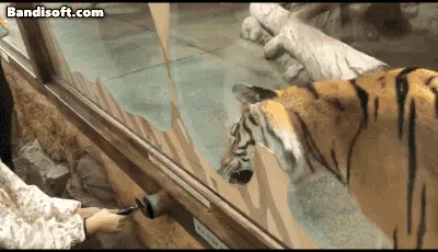 호랑이에게 꼬챙이에 생닭 조각을 꽂아 먹이 체험을 하는 움직이는 이미지