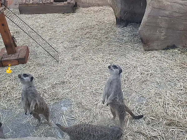 동물원 우리 안에서 미어캣 두 마리가 위를 올려다보고 있는 모습