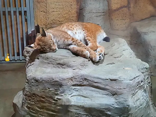 동물원 우리 안의 바위 위에 삵이 잠들어 있는 모습